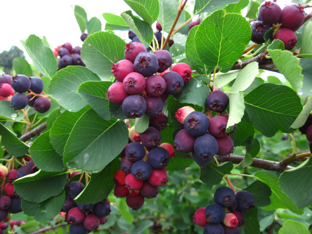 Amelanchier du Canada