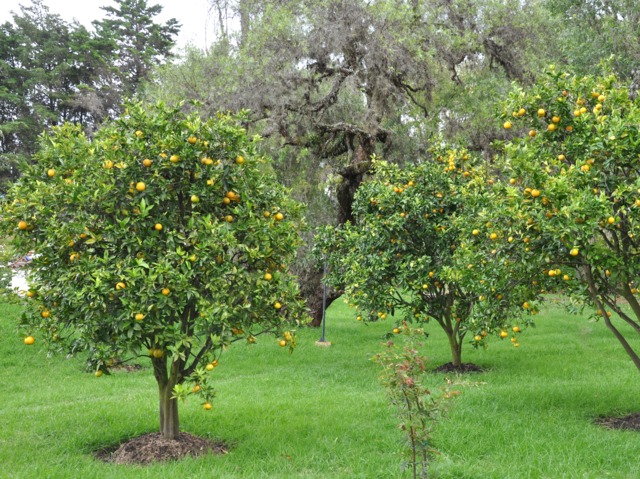 Citronnier 4 saisons