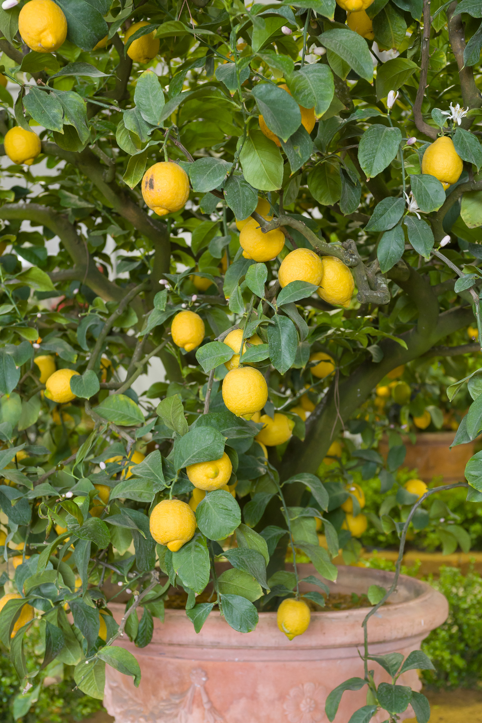 Citronnier Meyer