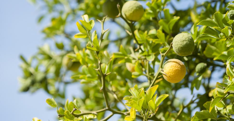 Citronnier Bergamote