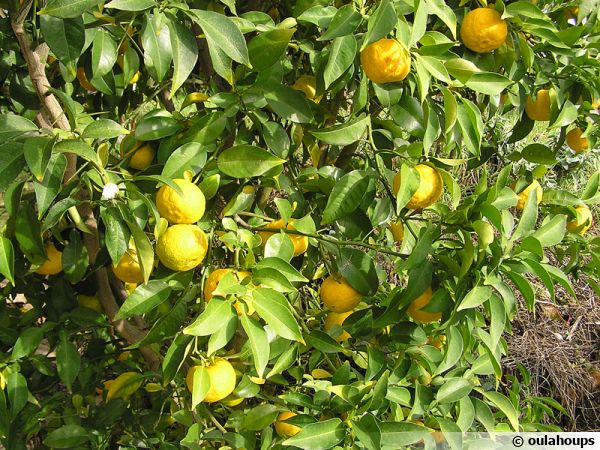 Citronnier Yuzu