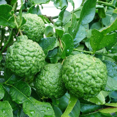 Combava