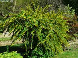 Épine Vinette