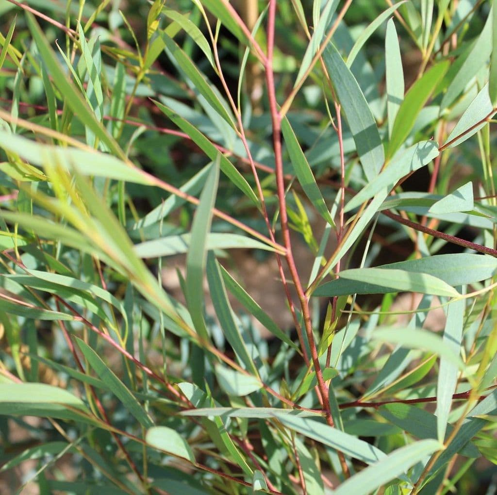 Eucalyptus Mooreï nana