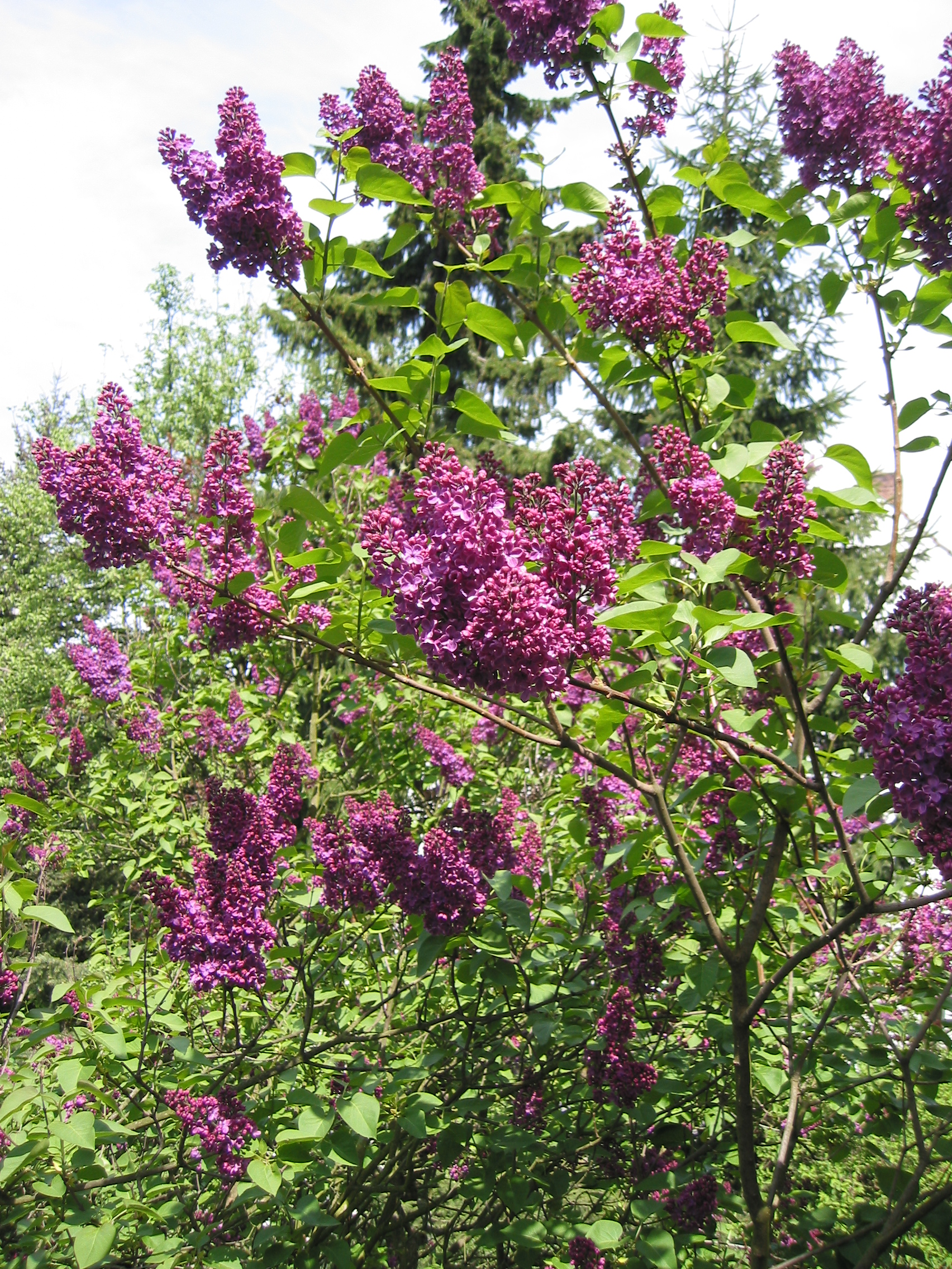 Lilas commun