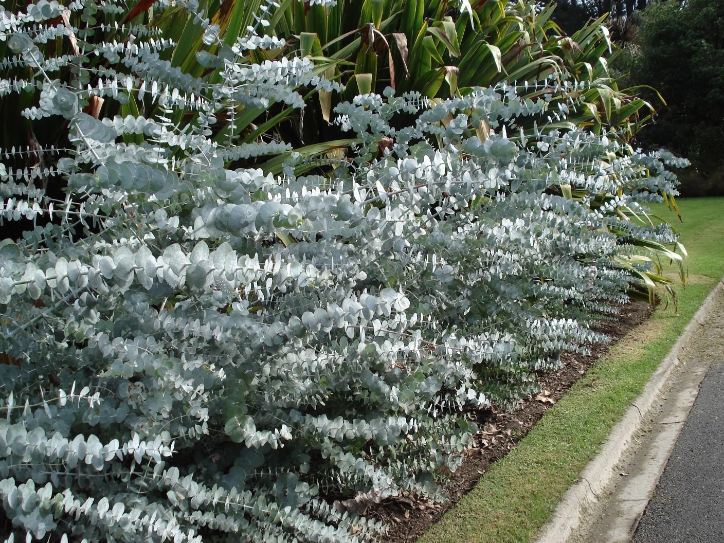Eucalyptus gunnii « Baby blue »