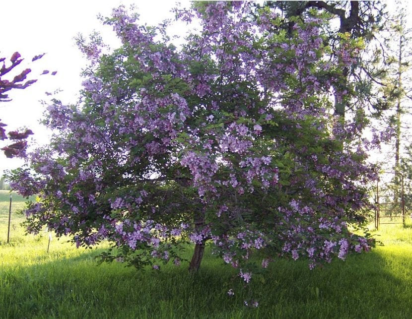 Acacia rose