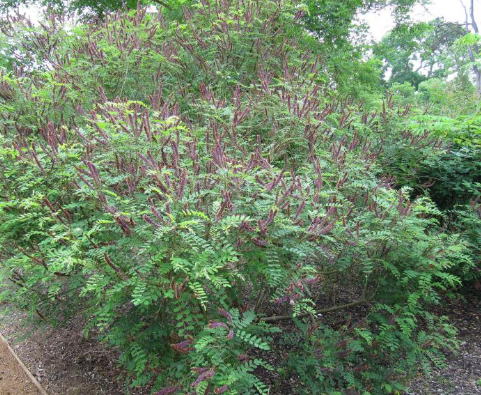 Amorphe Buissonnante