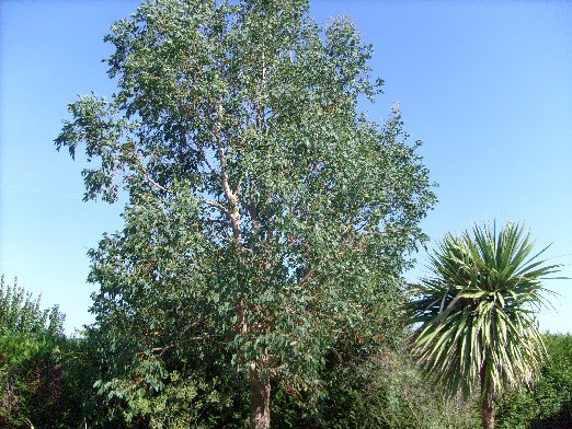Eucalyptus à feuilles rondes