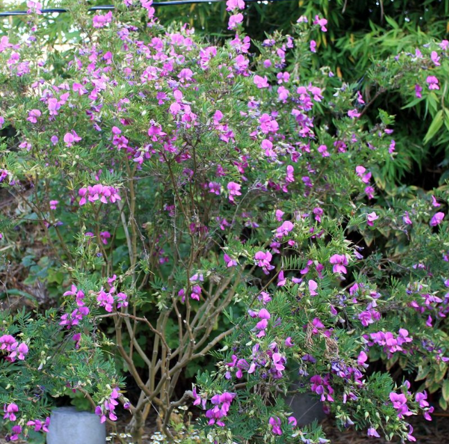 Indigotier rose