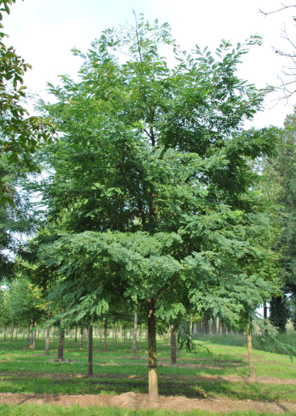 Robinier faux-acacia
