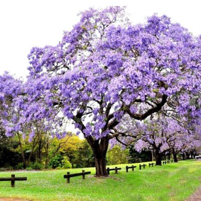 Paulownia